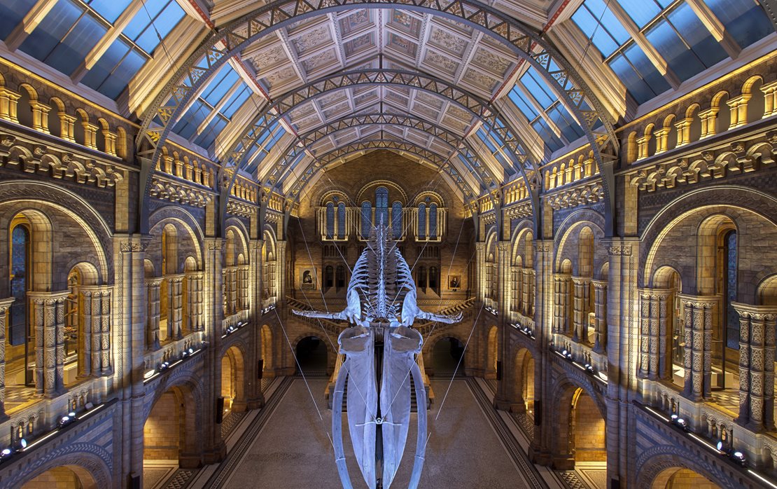 natural history museum london interior